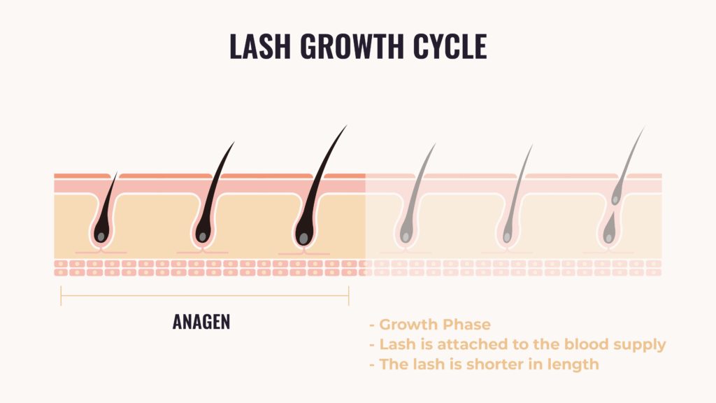 Eyelash Growth Cycle Explained