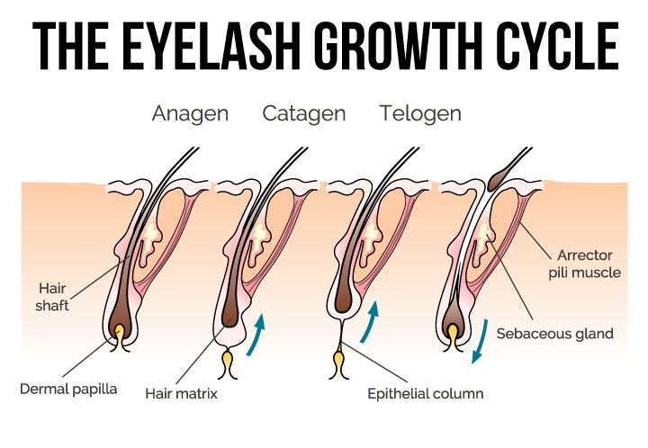Eyelash Growth Cycle